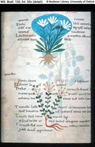 Treatment for "chincough" or "the kink" might have included medicinals derived from works like this, an 11th-century copy of the “Herbarium of Pseudo-Apuleius” (4th century); Oxford, Bodleian Library, MS Bodley 130, fol. 50v: Lily and Spurge (via Points: The Blog of the Alcohol and Drugs History Society