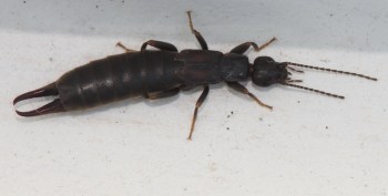 Earwig_Dermaptera_unidentified_2014_04_06_5259